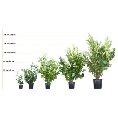 GROW By OBI Glanzmispel "Carré Rouge" Höhe Ca. 60 - 80 Cm Topf Ca. 15 L Photinia – Bild 4