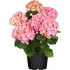 Bauernhortensie "Flair & Flavour Strawberry" Pink Höhe 30 - 40cm Topf Ca. 5 L
