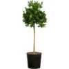 Orangenbaum Stamm XXL "Calamondin" Ca. 140 Cm - 160 Cm Citrus Mitis GROW By OBI