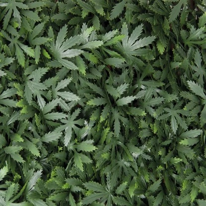 Tenax Künstliche Hecke Divy 3D X-Tens Acer Palmatum 1 M X 2 M Grün – Bild 3