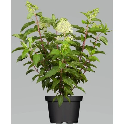 Rispenhortensie "Switch" Höhe Ca. 50 - 60 Cm Topf Ca. 6 L – Bild 2