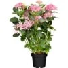 Ballhortensie "Pink Annabelle" Rosa Höhe Ca. 30 - 40 Cm Topf Ca. 4,6 L