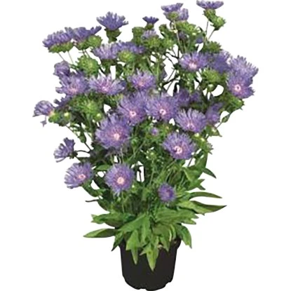 Kornblumenaster "Mels Blue" Topf-Ø Ca. 19 Cm Stokesia Laevis