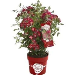 GROW By OBI Rose "Rosy Boom Colour Change" Pink-Weiß Ca. 30-40 Cm - 6 L