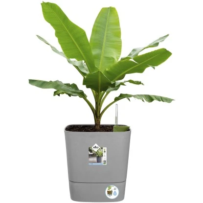 Elho Blumentopf Greensense Aqua Care Eckig 38,9 Cm X 38 Cm Light Beton – Bild 6