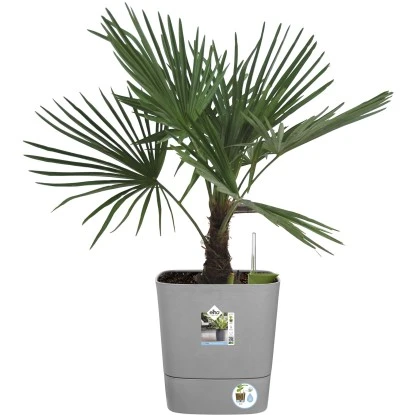 Elho Blumentopf Greensense Aqua Care Eckig 38,9 Cm X 38 Cm Light Beton – Bild 7