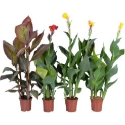Indisches Blumenrohr Sortiert Topf-Ø Ca. 17 Cm Canna