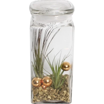 Tillandsien-Arrangement Im Vorratsglas Topf-Ø Ca. 19 Cm
