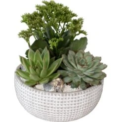 Sukkulenten-Arrangement Im Grauem Beton-Gefäß Topf-Ø Ca. 20 Cm