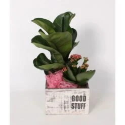 Arrangement Mit Geigenfeige Im Holz-Gefäß Topf-Ø Ca. 15 Cm