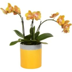 Schmetterlingsorchidee 2-Trieber "Gold Las Vegas" Im Beton-Gefäß Topf-Ø Ca. 12cm