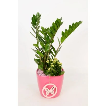 Pflanzen-Arrangement Im Keramik-Gefäß Verschiedene Farben Topf-Ø Ca. 18 Cm – Bild 2