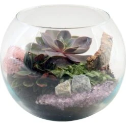 Grünpflanzen-Arrangement Im Glasgefäß Topf-Ø Ca. 20 Cm