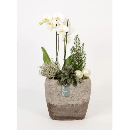 Orchideen-Arrangement Im Modernen Keramik-Gefäß Topf-Ø Ca. 24 Cm