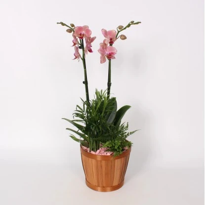 Orchideen-Arrangement Im Bambus-Gefäß Topf-Ø Ca. 20 Cm