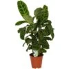GROW By OBI Korbmarante "Zebrina" Ca. 70 - 80 Cm Calathea