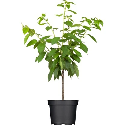 OBI Süßkirsche "Büttners Rote Knorpelkirsche" Rot Höhe Ca.120-140 Cm Topf Ca.7 L