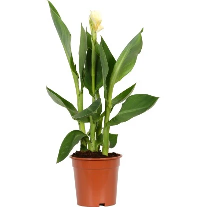 Blumenrohr "Cleopatra" Mix Topf-Ø Ca. 17 Cm – Bild 4