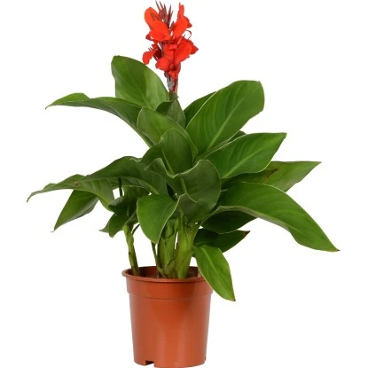 Blumenrohr "Cleopatra" Mix Topf-Ø Ca. 17 Cm – Bild 3