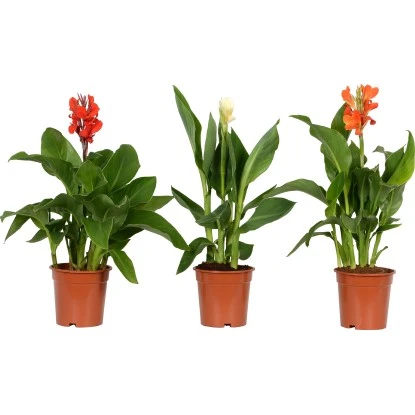 Blumenrohr "Cleopatra" Mix Topf-Ø Ca. 17 Cm – Bild 6