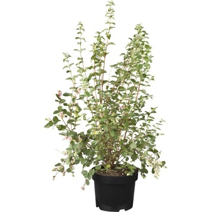 Schneebeere "Magical Mix" Topf-Ø Ca. 19 Cm Symphoricarpos