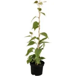 GROW By OBI Bio Kiwi "Solo" Selbstfruchtend Topf Ca. 2 L Actinidia