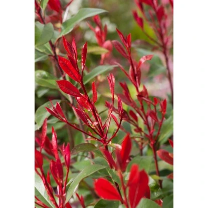 GROW By OBI Glanzmispel "Carré Rouge" Höhe Ca. 60 - 80 Cm Topf Ca. 15 L Photinia – Bild 3