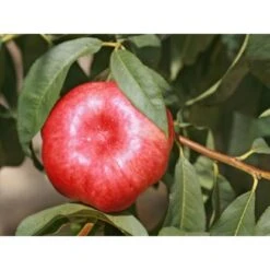 Tellernektarine Topf Ca. 7 L Prunus