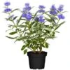 OBI Bartblume "Blue Balloon" Blau Höhe Ca. 30 - 40 Cm Topf Ca. 5 L Caryopteris