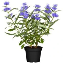 OBI Bartblume "Blue Balloon" Blau Höhe Ca. 30 - 40 Cm Topf Ca. 5 L Caryopteris
