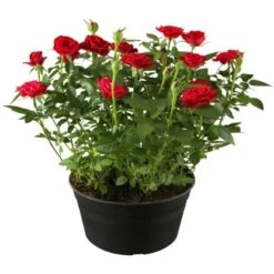 Beetrosen Rot Höhe Ca. 20 - 30 Cm Topf-Ø Ca. 5 L